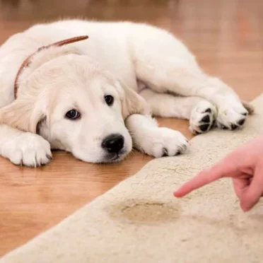 Golden-Retriever-Puppy-Accident Golden-Retriever-Puppy-Accident