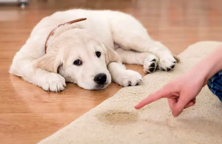 Golden-Retriever-Puppy-Accident Golden-Retriever-Puppy-Accident