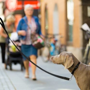 dog-friendly-shops9-x-670-440x-