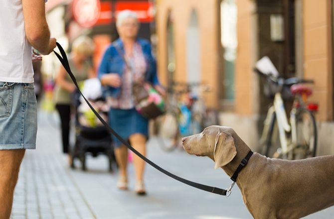 dog-friendly-shops9-x-670-440x- dog-friendly-shops9-x-670-440x-