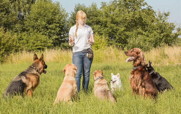 dog-trainer-girl dog-trainer-girl