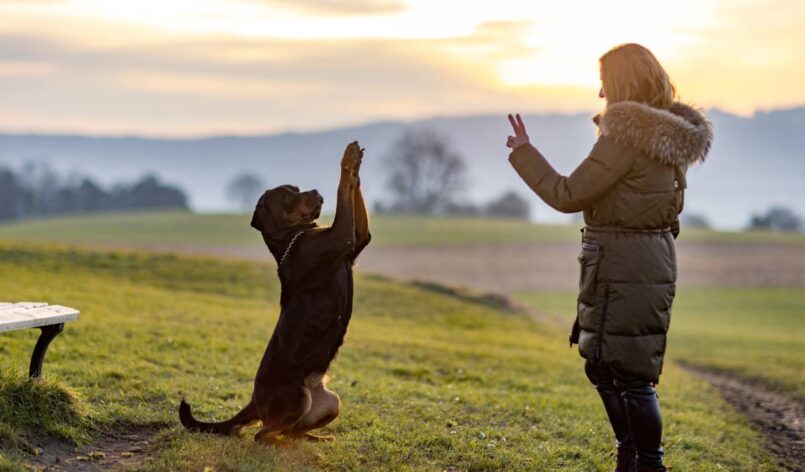 The owner trains the Rottweiler on an evening walk Attentive cheerful red-haired woman in a dark green jacket is training her large obedient black guard dog of the Rottweiler breed, in a large meadow with green grass in the evening sunlight