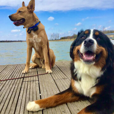EVERYWHERE-DOG-TOP EVERYWHERE-DOG-TOP